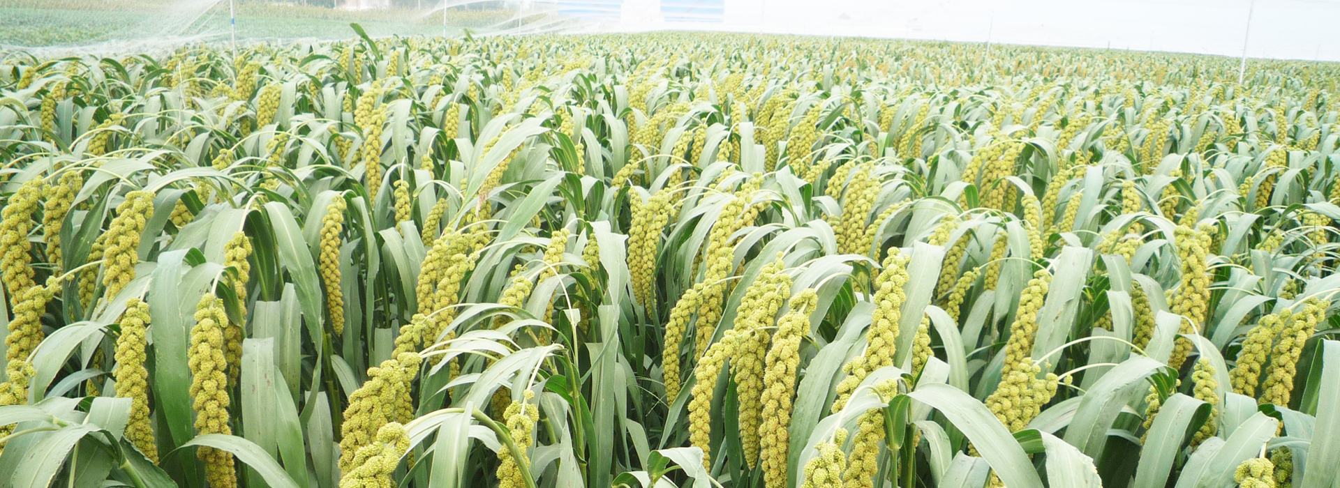 家乡的谷子 | 张英作品集