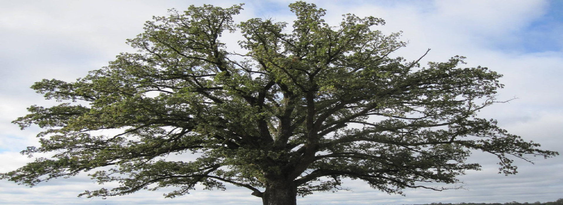 老槐树 | 张英作品集